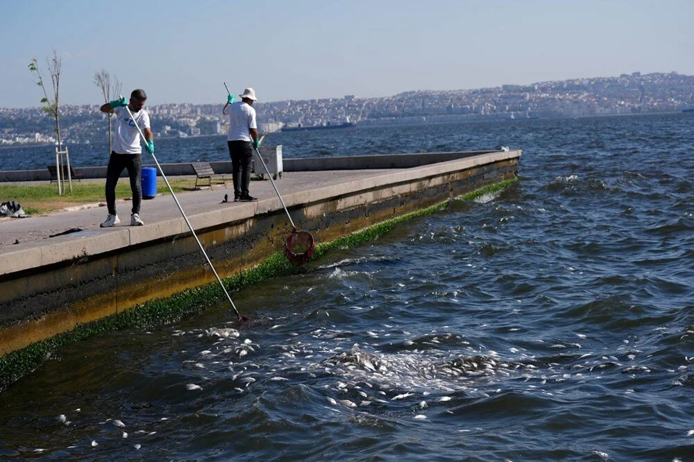 İzmir Körfezi'nde 50 kat fazla amonyak tehlikesi!