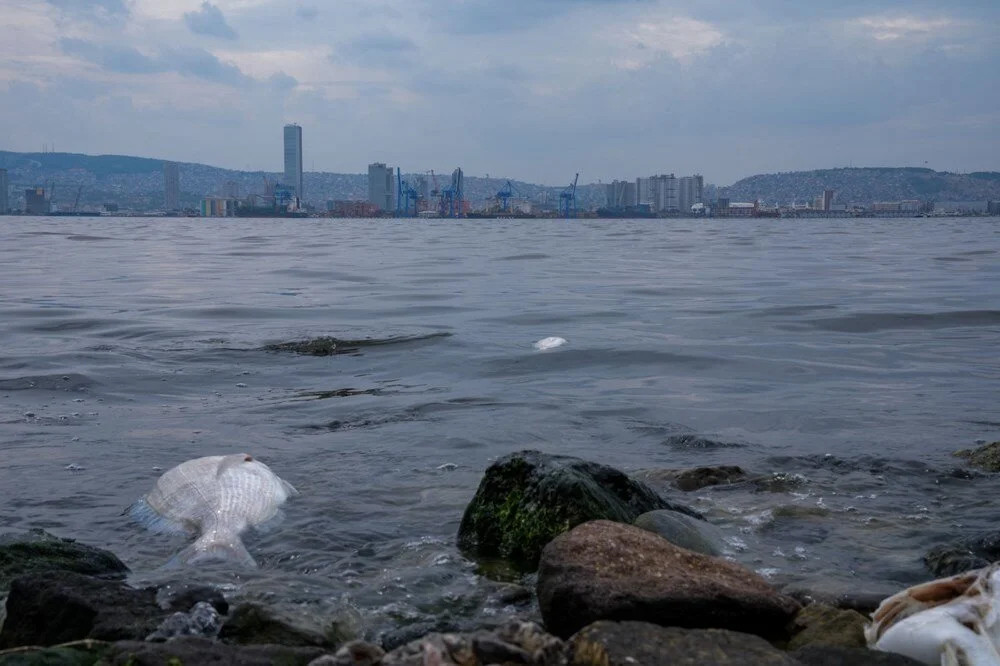 İzmir Körfezi'nde 50 kat fazla amonyak tehlikesi!