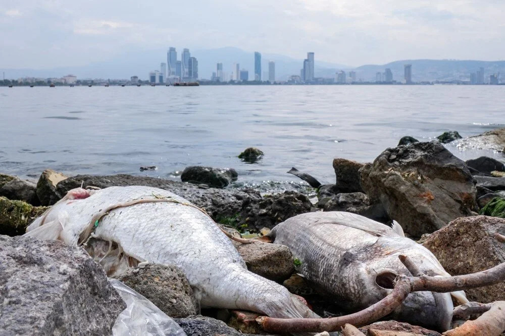 İzmir Körfezi'nde 50 kat fazla amonyak tehlikesi!