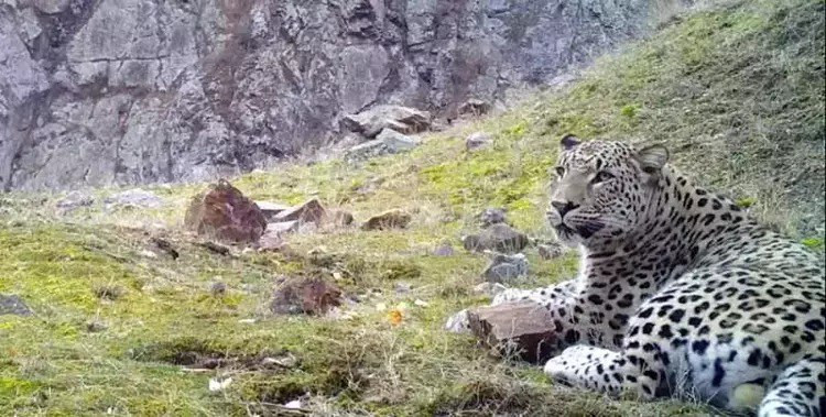 Anadolu'nun gizemli efsanesi fotokapanla görüntülendi