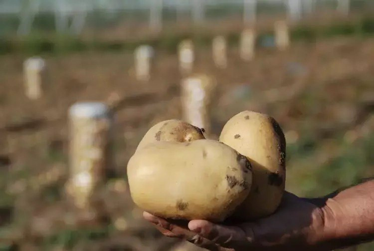 Patates fiyatları nasıl düştü?