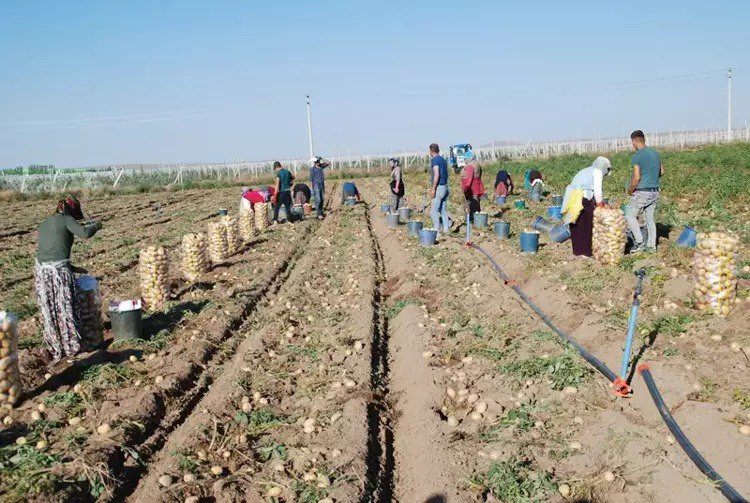 Patates fiyatları nasıl düştü?