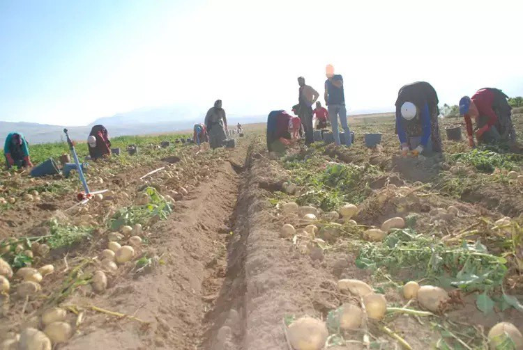 Patates fiyatları nasıl düştü?