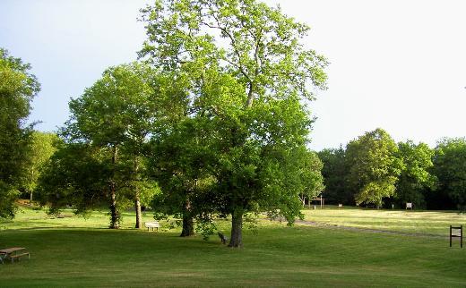 Dünyadaki şehir parkları