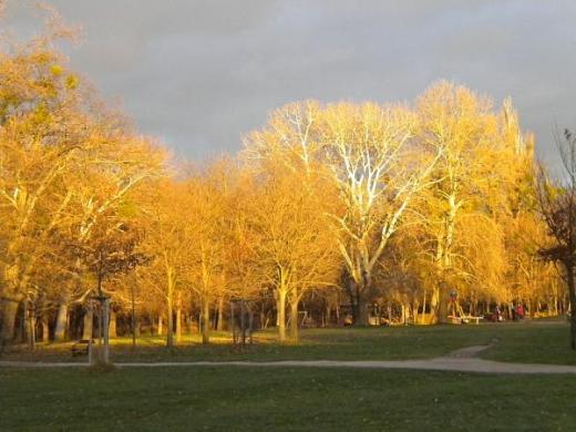 Dünyadaki şehir parkları