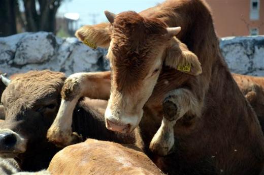 Marketlerin kurbanlık satışı hızlandı