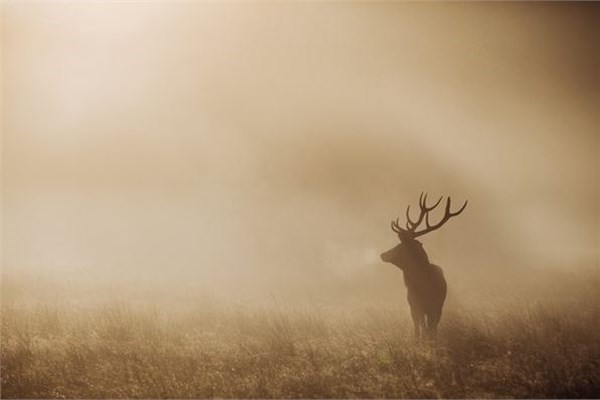 National Geographic 2013 fotoğraf yarışması