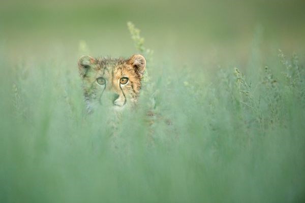 National Geographic 2013 fotoğraf yarışması