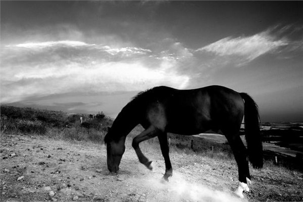 National Geographic 2013 fotoğraf yarışması