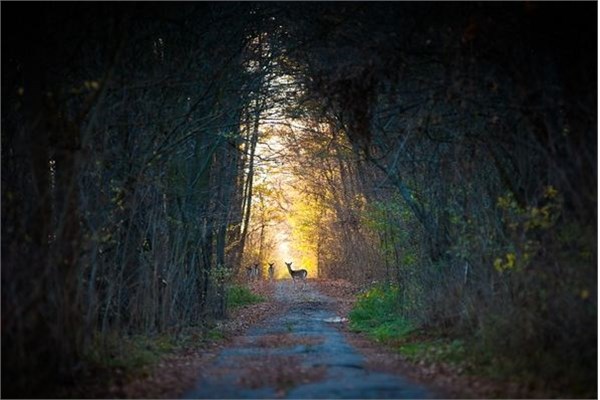 National Geographic 2013 fotoğraf yarışması