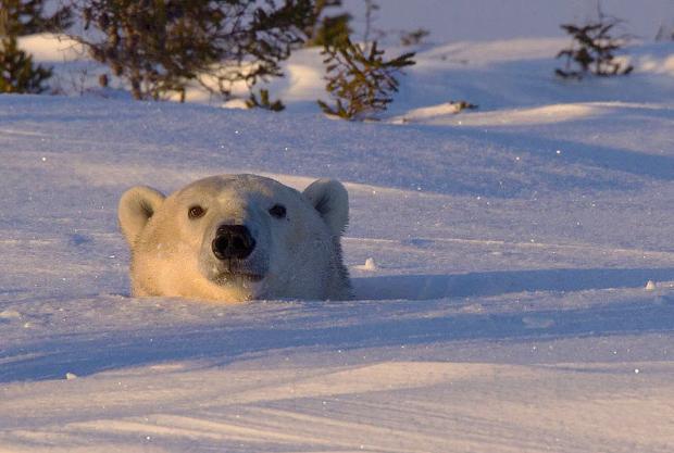 National Geographic'in 2014 'Gezginleri'