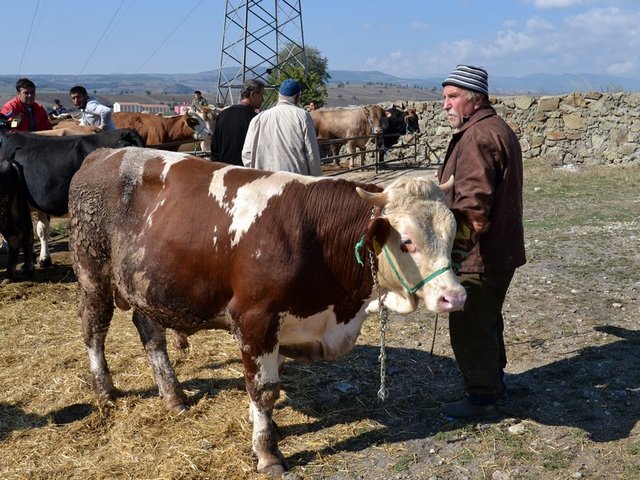 Kurbanlık satış fiyatları açıklandı 