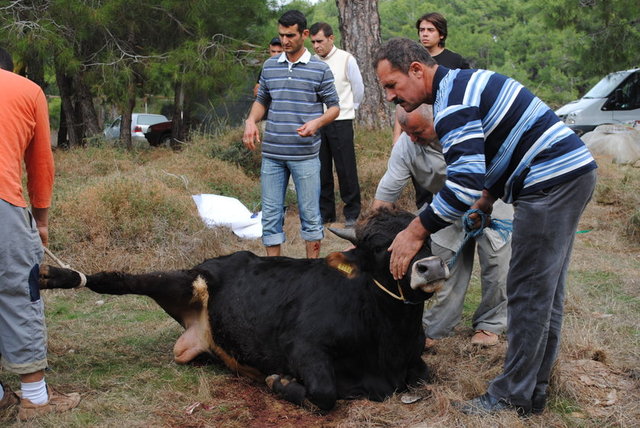 Kurbanlık satış fiyatları açıklandı 