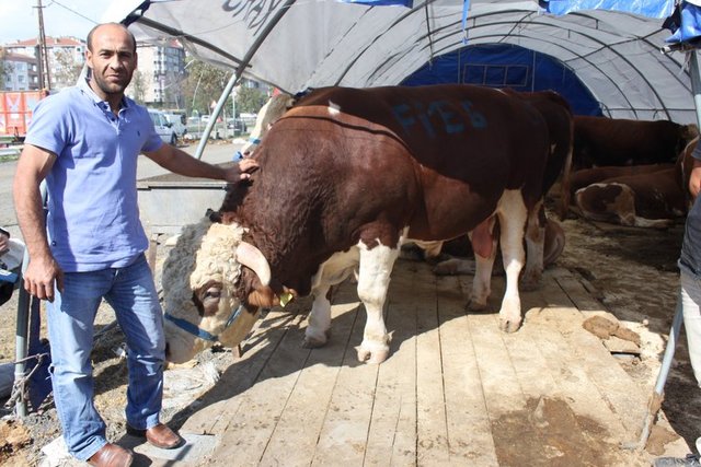 Kurbanlık satış fiyatları açıklandı 