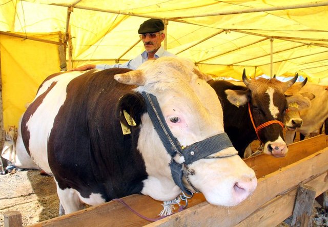 Kurbanlık satış fiyatları açıklandı 