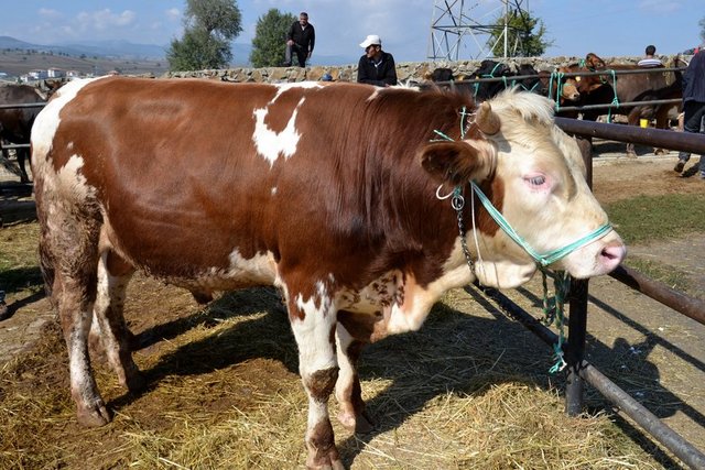 Kurbanlık satış fiyatları açıklandı 