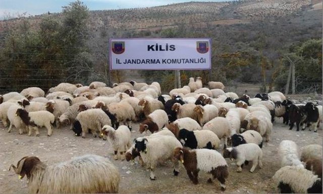 Kurbanlık satış fiyatları açıklandı 