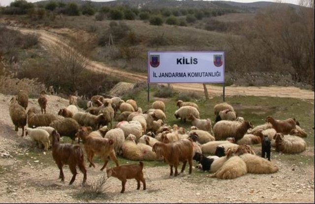 Kurbanlık satış fiyatları açıklandı 