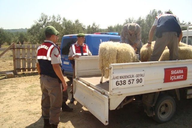 Kurbanlık satış fiyatları açıklandı 