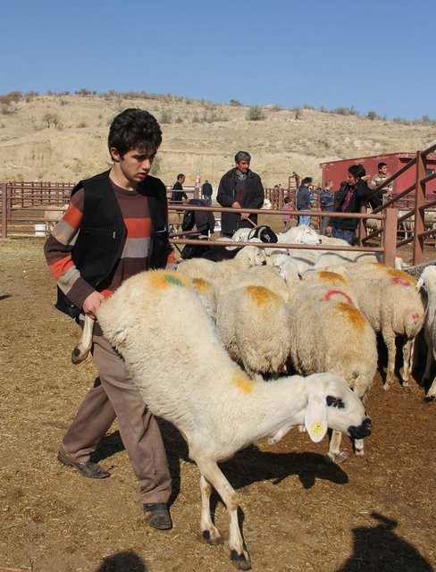 Kurbanlık satış fiyatları açıklandı 