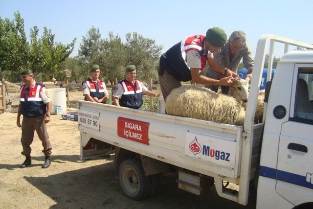 Kurbanlık satış fiyatları açıklandı 