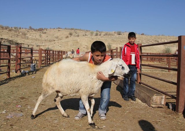 Kurbanlık satış fiyatları açıklandı 