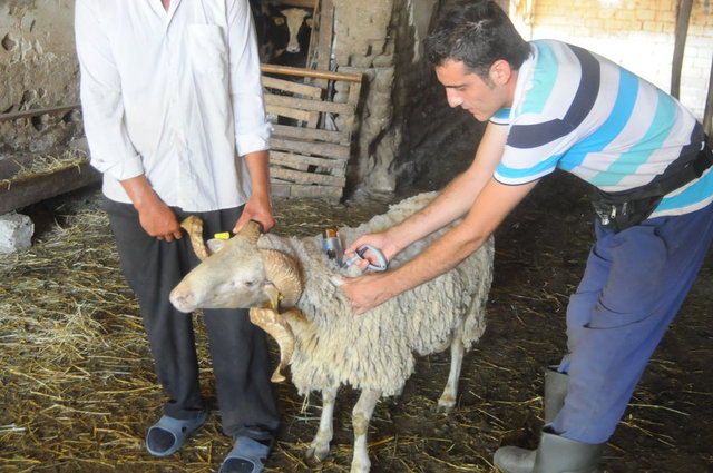 Kurbanlık satış fiyatları açıklandı 