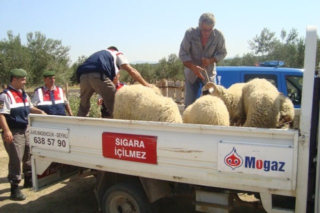 Kurbanlık satış fiyatları açıklandı 