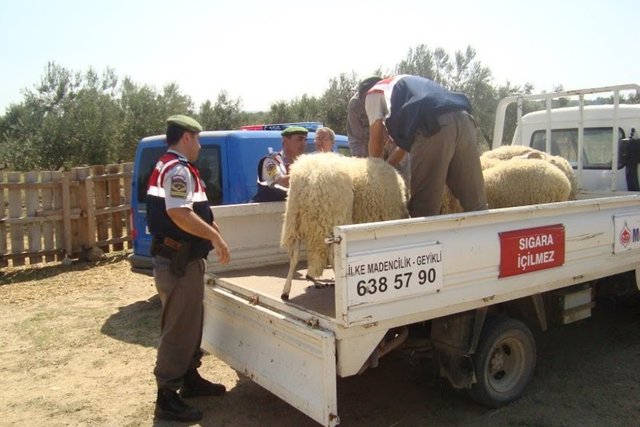 Kurbanlık satış fiyatları açıklandı 