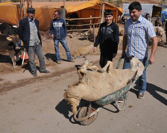 Kurbanlık satış fiyatları açıklandı 