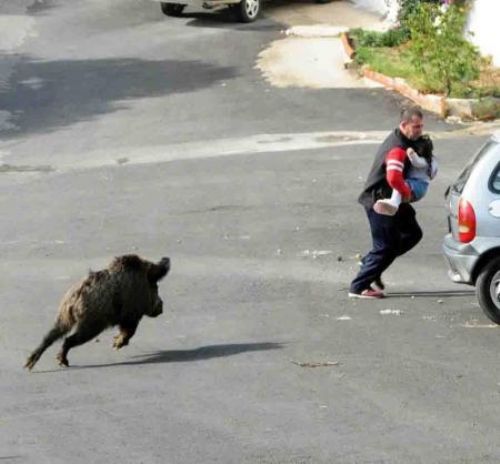 Domuz şehre indi