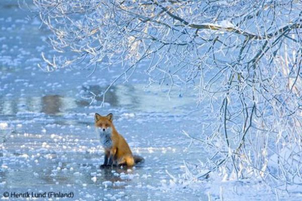 En vahşi yaşam fotoğrafları